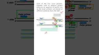 SNP genotyping by TARMSPCR tetraprimer amplification refractory mutation system—PCR genetics [upl. by Eimmaj687]