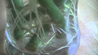 Propagating Dieffenbachia Cuttings from an Adult Plant [upl. by Anael621]