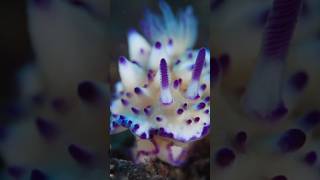 quotIncredible Nudibranchs Nature’s Most Colorful Creaturesquot [upl. by Rafaelle]