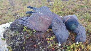 Streife auf Auerhahn und Birkwild  Hunter Brothers [upl. by Ahseela]