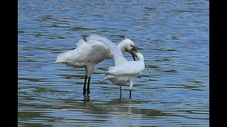 Lepelaar Platalea leucorodia jongen bedelroep [upl. by Munroe]