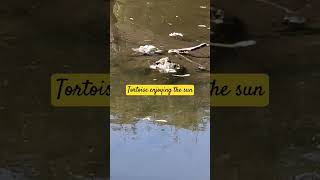 Tortoise enjoying the sunponds shortsfeed jungle wildlife nature youtube naturepictures yt [upl. by Aaren786]