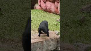 Bear 🐻 is dancing in zoo [upl. by Aiza]