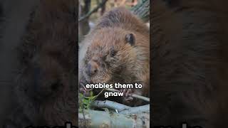 Beavers The Unstoppable Gnawers beautiful the life english viral trending youtube [upl. by Lais]