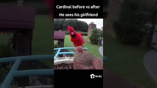 Cardinal before vs after he sees his girlfriend birds birdwatching shorts [upl. by Arded]