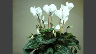 Cyclamen flowering timelapse over 4 weeks [upl. by Luttrell81]