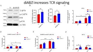 DiaBZl stimulates TCR signaling in High Affinity engineered T cells HATs Code 702 [upl. by Nnyllatsyrc294]