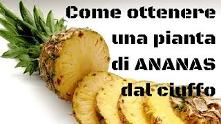 Come ottenere una pianta di ananas dal ciuffo [upl. by Vish]