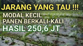 TANAMAN PALING MENGUNTUNGKAN  TALAS BENENG PROFITABLE FARMING [upl. by Norvol]