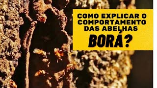 Como explicar o comportamento das Abelhas Borá  Tetragona Clavypes [upl. by Ojyram]