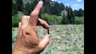 Colorado Creekside Arrowhead Hunt [upl. by Ecnatsnoc]