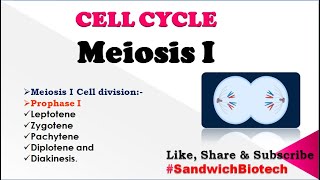 Meiosis I Cell division Leptotene Zygotene Pachytene Diplotene and Diakinesis [upl. by Ueihttam]