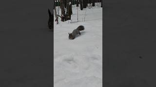 WOW 🌨❄🐿 Squirrels in the park in winter squirrel parkbeauty animals beauty shortsvideo [upl. by Nosilla]