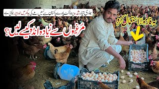 Full Egg Laying Golden Misri Murgi  Golden Misri Poultry Farm  How To Start Poultry Business ​⁠ [upl. by Eylloh]