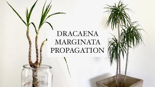 HOW I propagate amp shape my Dracaena Marginata [upl. by Tat]