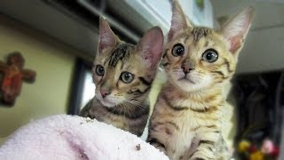 MY BENGAL KITTENS [upl. by Llerrom101]