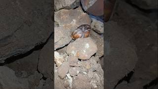 The best clips short with lead pouring into a longdead snail shell in the stone field [upl. by Ailimat]