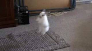 Bunny Rabbit Olympics  Baby Bunny Long Jump [upl. by Cutcliffe]