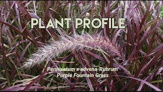 Popular Purple Fountain Grass [upl. by Nala]