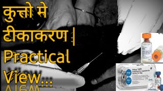 vaccination of dog in hindi DHPPI Full detail First vaccineby Sahil Malik vetTHE PET VISION [upl. by Enilraep89]