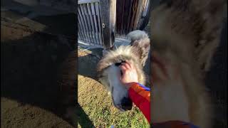 Mush Larose Sled Dog Petting Rounds sleddogs dogsports workingdogs [upl. by Petrina]