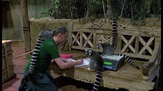 Tierische Zählung Inventur im Tropenaquarium bei Hagenbeck [upl. by Enerahs346]