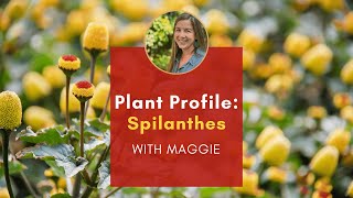 Plant Profile Spilanthes with Maggie [upl. by Ttenaej]