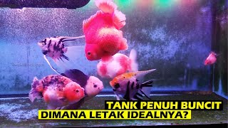 quotSaya Rasa Amanaman Sajaquot Ucap Seorang Pemelihara 20 Ekor Ikan Mas Koki dalam Aquarium 90 cm [upl. by Mcdonald]