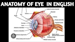 Eye  In English eye eyeball eyeanatomy eyeanatomyandphysiology humaneye ​⁠DoctorsCorner [upl. by Assenat]