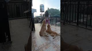 loveanimals careforanimals respectanimals dogs goldenretriever sister views shorts likes [upl. by Lottie]