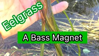 Eelgrass and How to Fish It [upl. by Micheal]