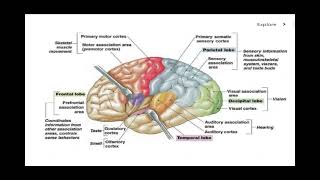 Motor and Sensory Areas of the Brain [upl. by Vanhook]