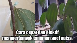 Cara cepat dan efektif memperbanyak tanaman apel putsa [upl. by Haiel53]