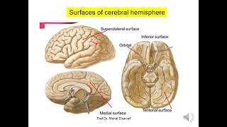 Cerebral Hemispheres  ProfDr Manal Elsawaf [upl. by Robinia]