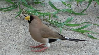 Masked Finch Birds of Australia [upl. by Carlisle97]