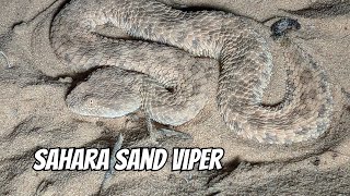 Sahara Sand Viper Burying  Cerastes vipera [upl. by Hailat358]