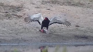 Bateleur Eagle feeds on catfish carcass it steals from terrapins at Djuma Waterhole [upl. by Spracklen]