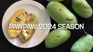 Pawpaw 2024 Season [upl. by Borlow]