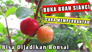 Mengenal Tanaman Buah Sianci Barbados Cherry Jenis Tanaman Yang Bisa Dijadikan Bonsai [upl. by Columbyne]