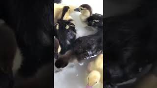 Ducklings Splashing 🐥 enten cute muscovyduck [upl. by Valli]