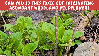 Part 1 of New York Appalachian Trail series Skunk cabbage Symplocarpus foetidus [upl. by Campagna]