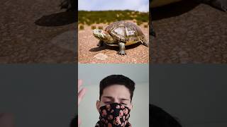 Cómo funciona el caparazón de la tortuga 🐢🤯 shorts parati viral short [upl. by Grunenwald]