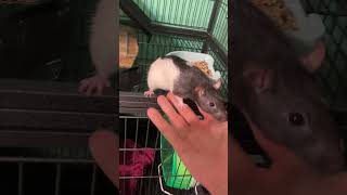 New pet rat like the video😀 [upl. by Horten]