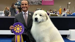 THE PYRENEAN MOUNTAIN DOG  DANGEROUS OR PROTECTOR  Great Pyrenees [upl. by Marylynne483]