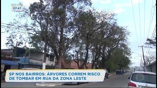 Árvores com risco de queda preocupam moradores em SP [upl. by Papotto]