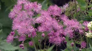 Thalictrum aquilegifolium o Talictro  Decogarden  Jardinatis [upl. by Soma]