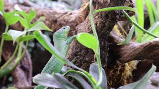 Gastropholis prasina Feeding [upl. by Nomrej]