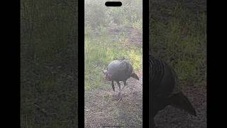 Long beard within 40 yards alabama wildlife hunting tss nature turkey youtubeshorts finance [upl. by Melisenda]