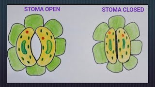 How to draw stomata easily How to draw stomata open and closed easily [upl. by Tanney280]