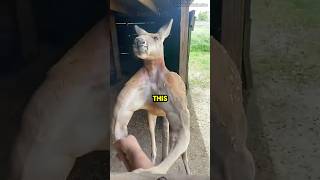 Roger the Ripped Kangaroo 💪 wildlife nature animals rogerthekangaroo australia animalfacts [upl. by Llatsyrk]